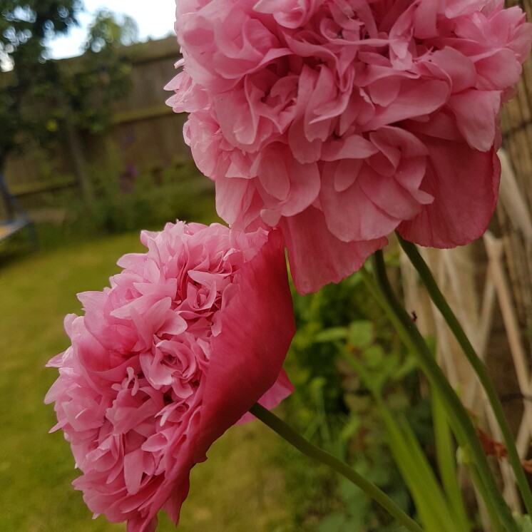 Plant image Papaver paeoniflorum 'Prom Puff'