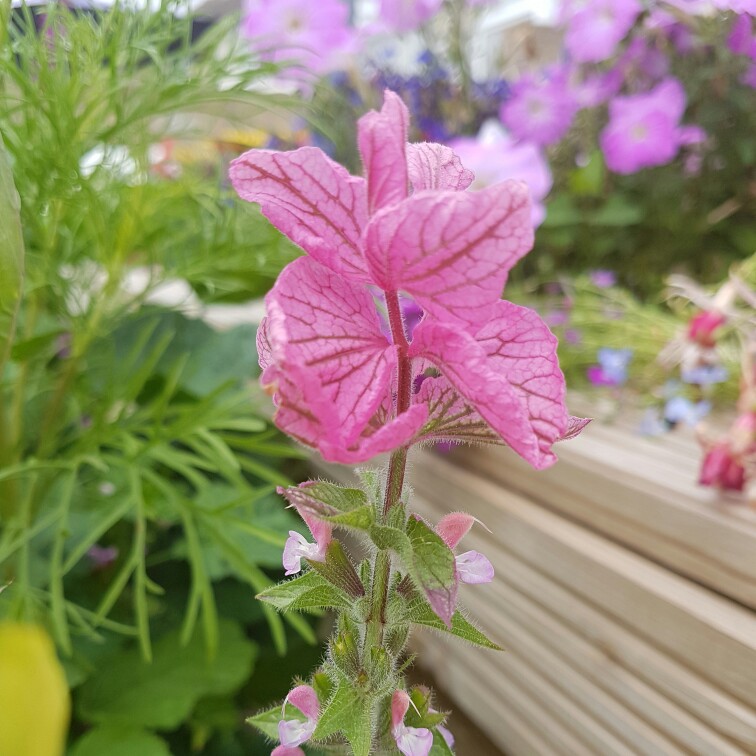 Plant image Salvia sclarea