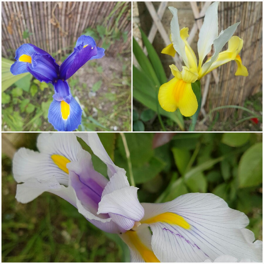 Plant image Iris x hollandica 'Apollo'