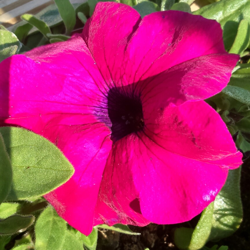 Plant image Petunia 'Sanguna'