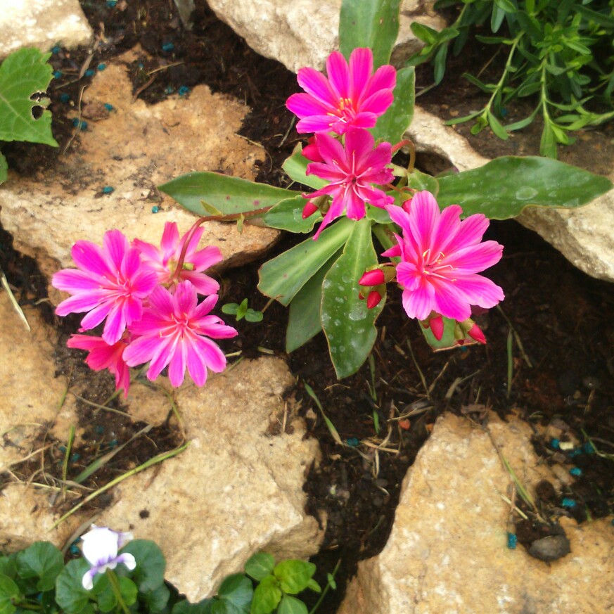 Plant image Lewisia Cotyledon 'Beckneri'