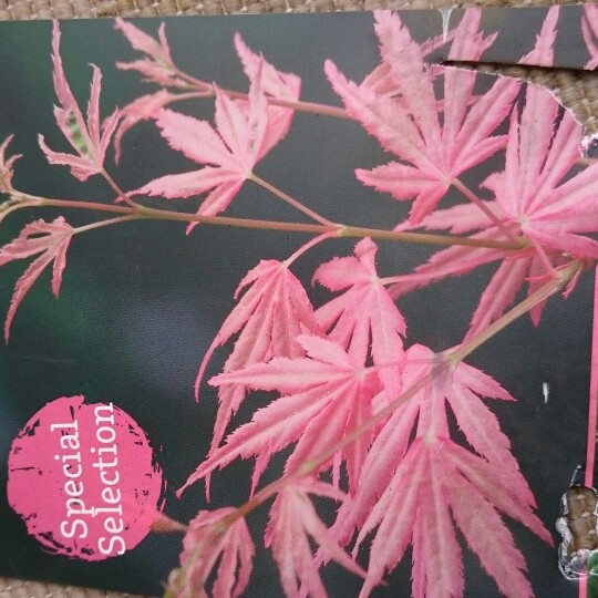 Plant image Acer palmatum 'Taylor'