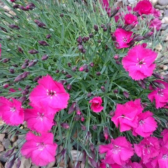 Plant image Dianthus dianturi 'Twinkle'