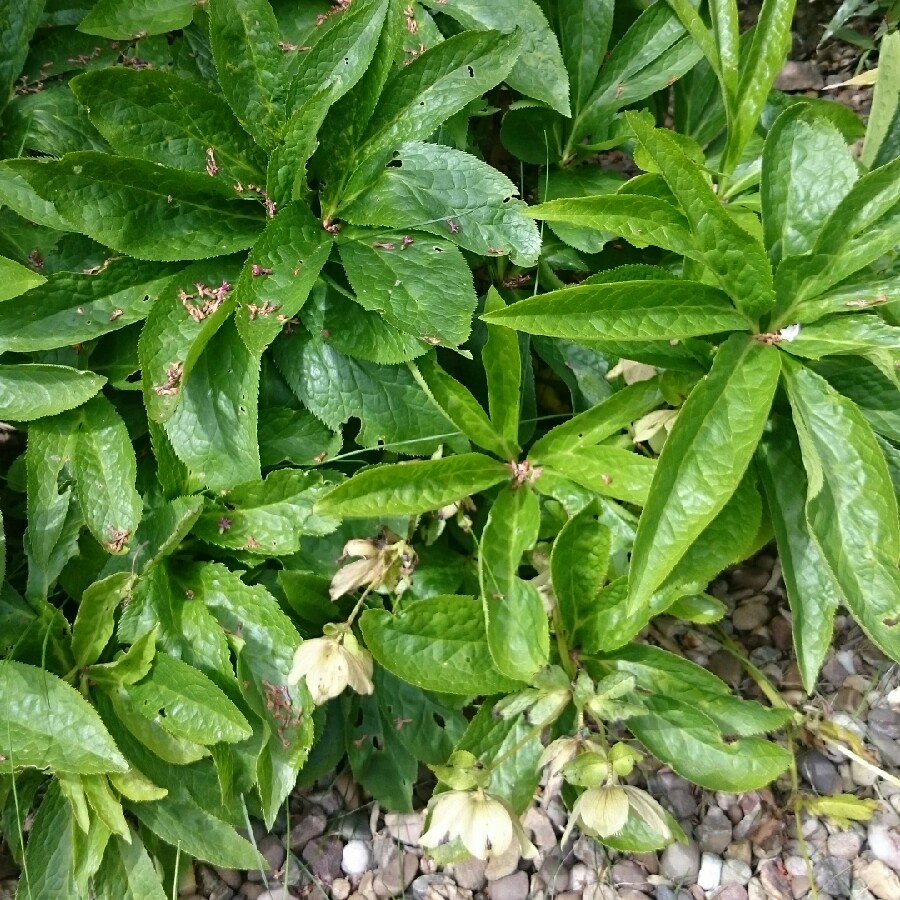 Plant image Helleborus x ericsmithii 'Coseh 790' (HGC Series) syn. Helleborus x ericsmithii 'HGC Shooting Star'