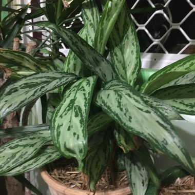 Aglaonema