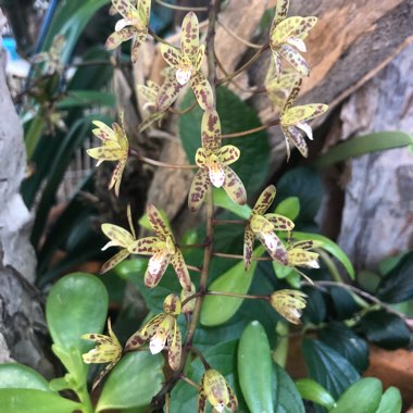 Leopard Orchid