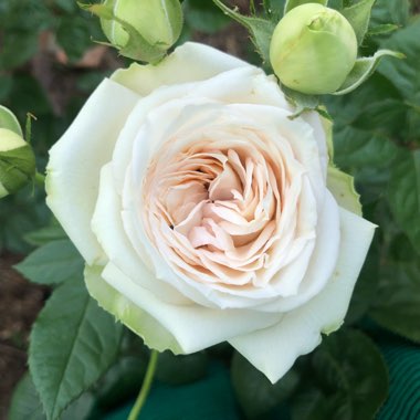 Hybrid Tea Rose 'Madame Anisette'