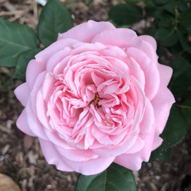 Floribunda Rose 'Summer Romance'