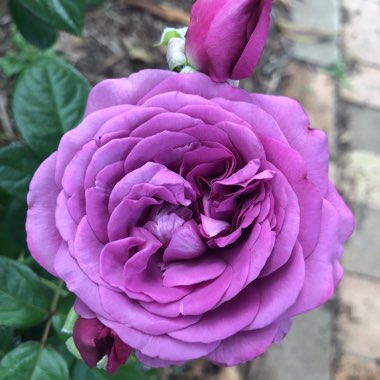 Floribunda Rose 'Korvodacom'