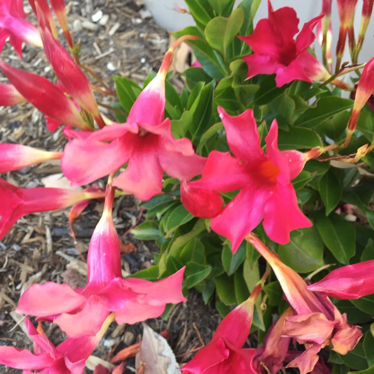 Plant image Mandevilla x amabilis 'Alice du Pont'