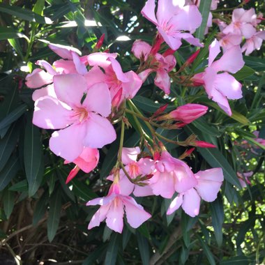 Nerium oleander