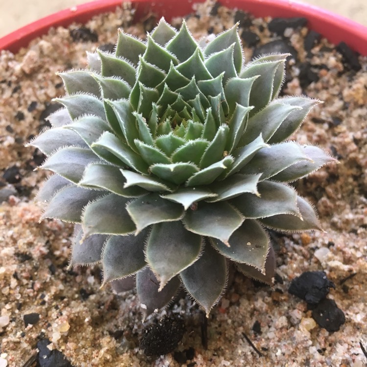 Plant image Sempervivum Centennial