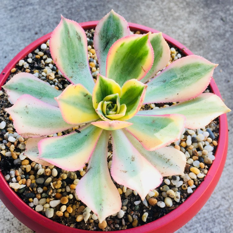 Plant image Aeonium Starburst