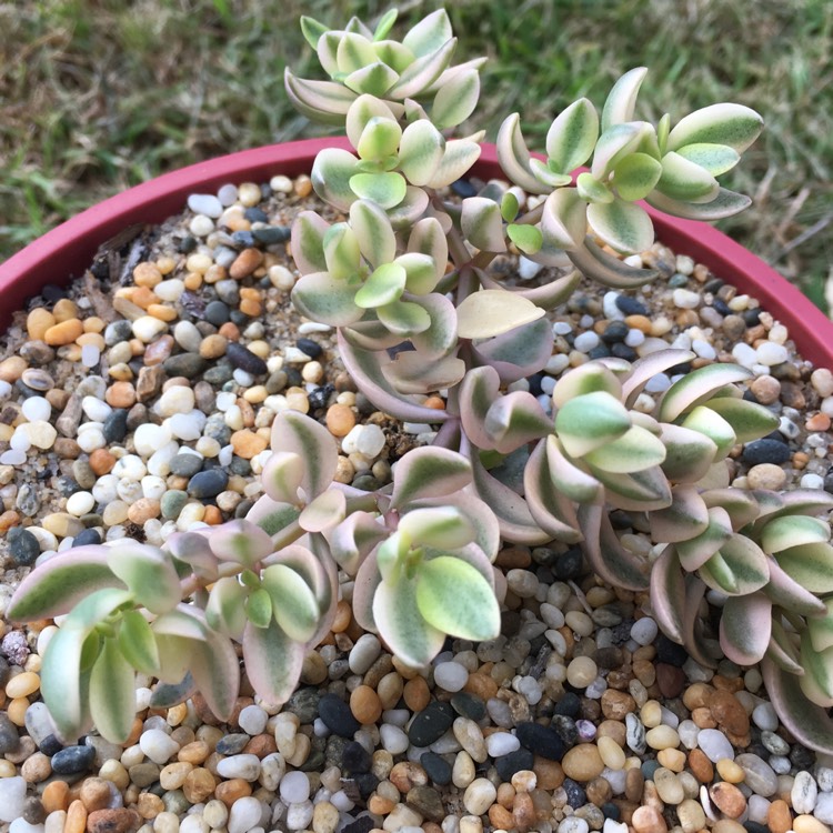 Plant image Crassula Volkensii f. Variegata