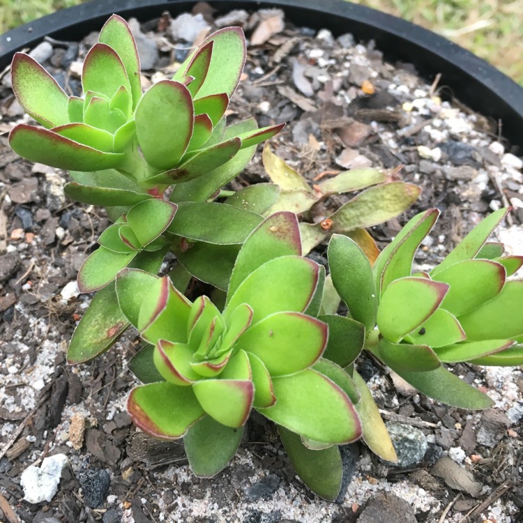 Plant image Crassula nudicaulis var platyphylla 'Burgundy'