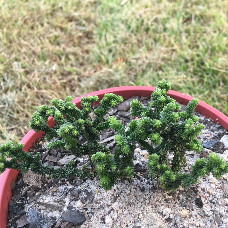 Plant image Crassula muscosa monstrosa