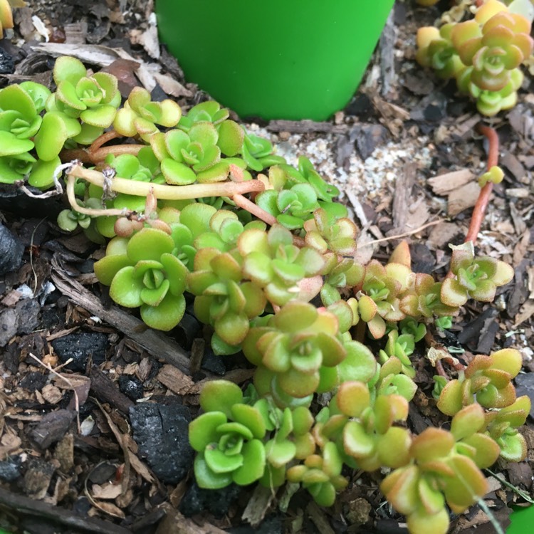 Plant image Sedum Makinoi Ogon