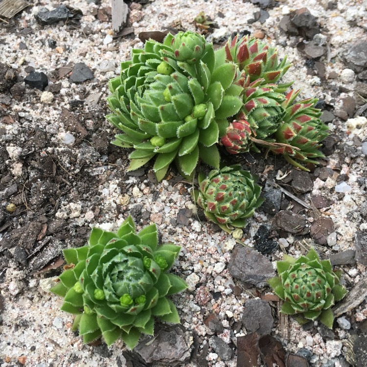 Plant image Jovibarba globifera