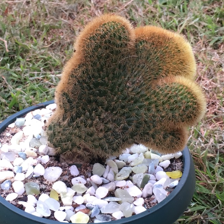 Plant image Cleistocactus winteri cristata