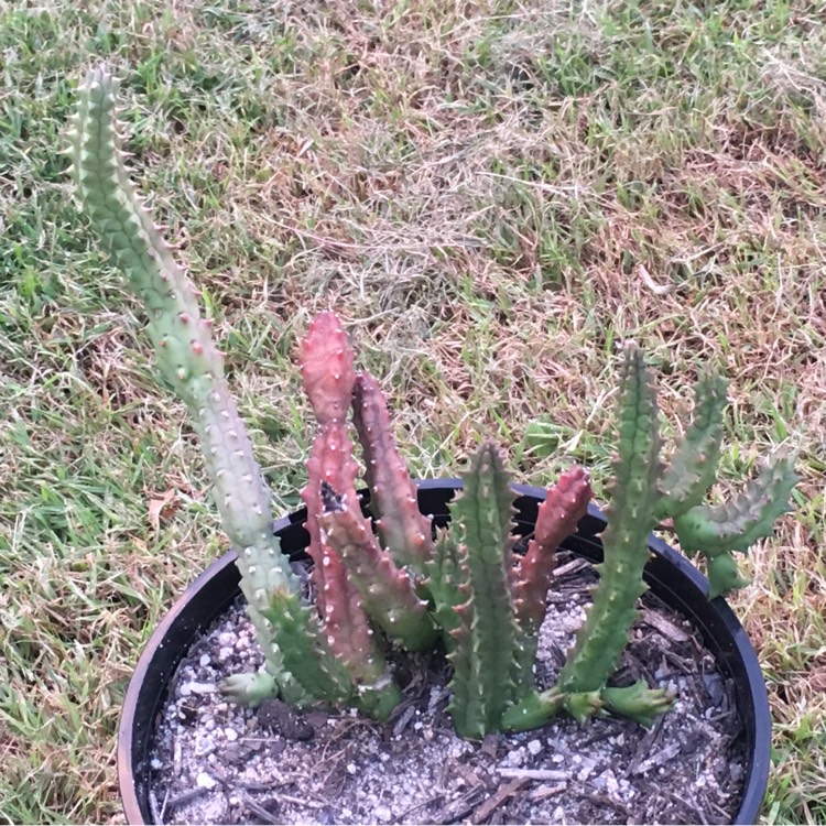 Plant image Huernia keniensis