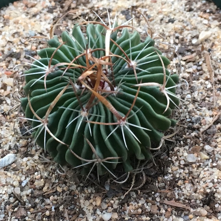 Plant image Stenocactus hastatus syn. Echinofossulocactus hastatus