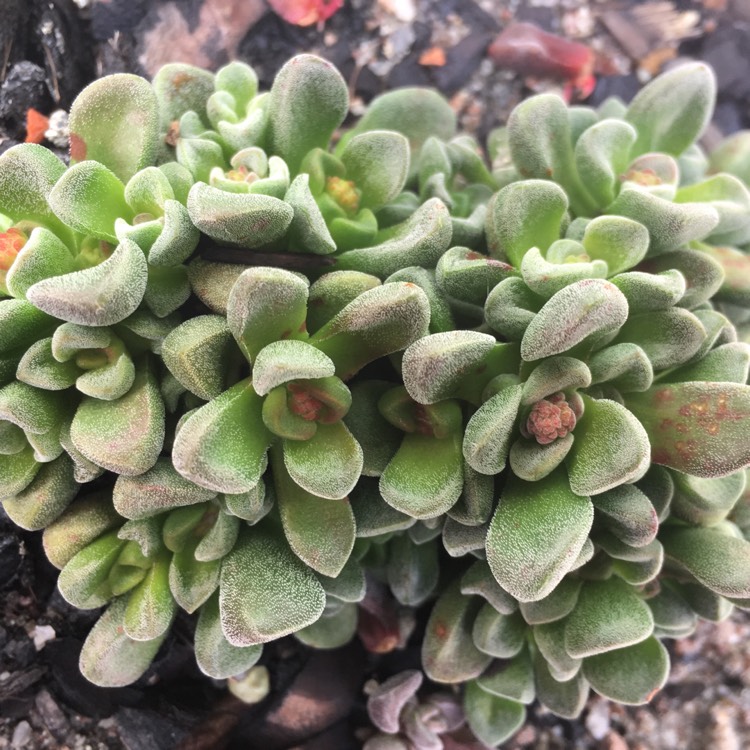 Plant image Crassula 'Fernwood'