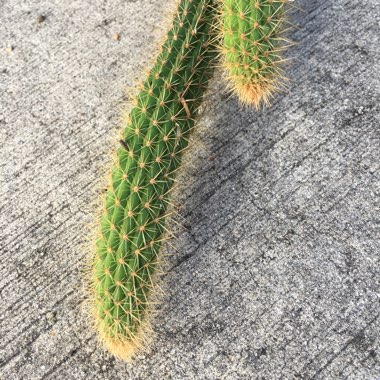 Cleistocactus samaipatanus