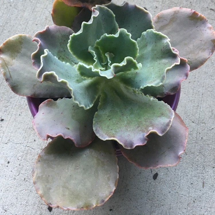 Plant image Echeveria Pastel