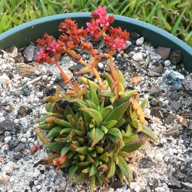 Crassula exilis subsp. schmidtii