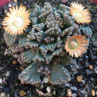 Titanopsis Calcarea (Living Jewel)