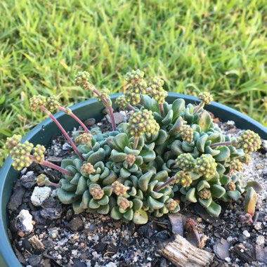 Crassula 'Fernwood'