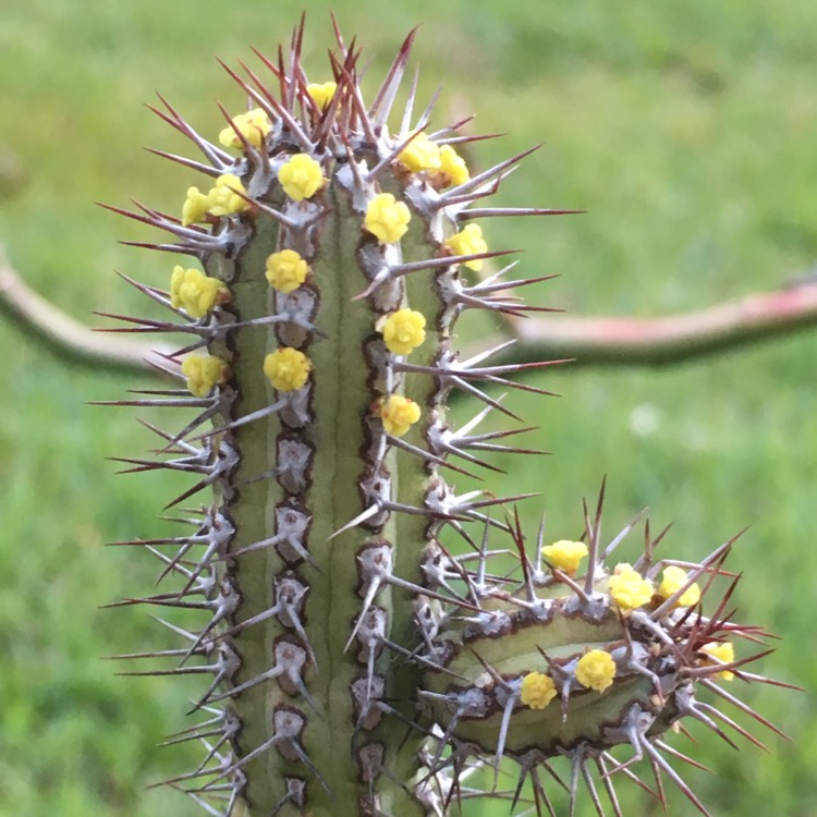 Plant image Euphorbia baioensis