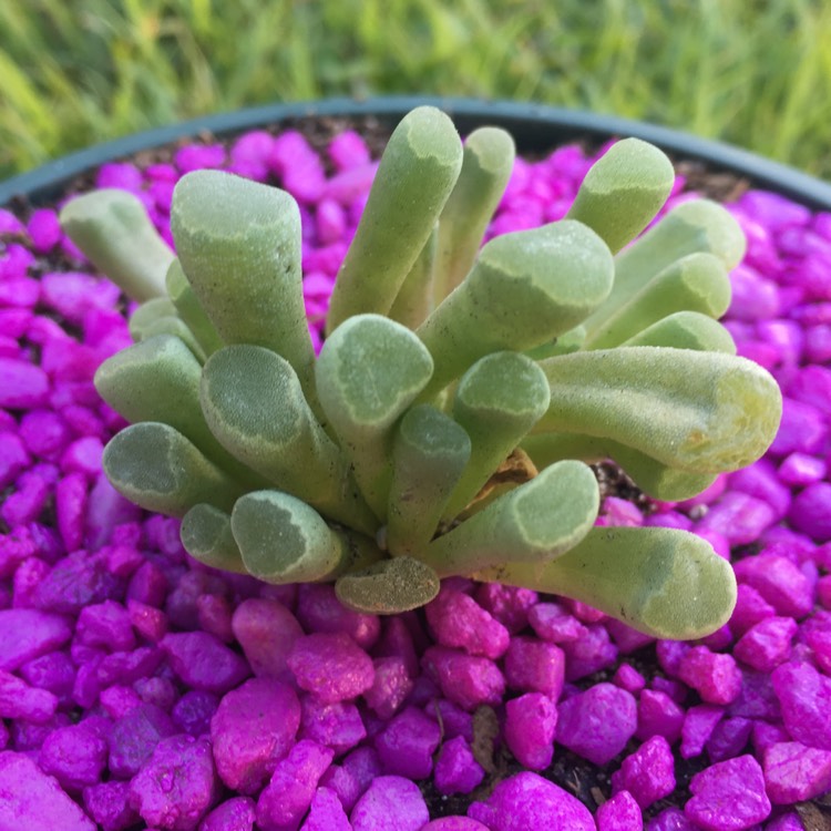 Plant image Frithia Pulchra