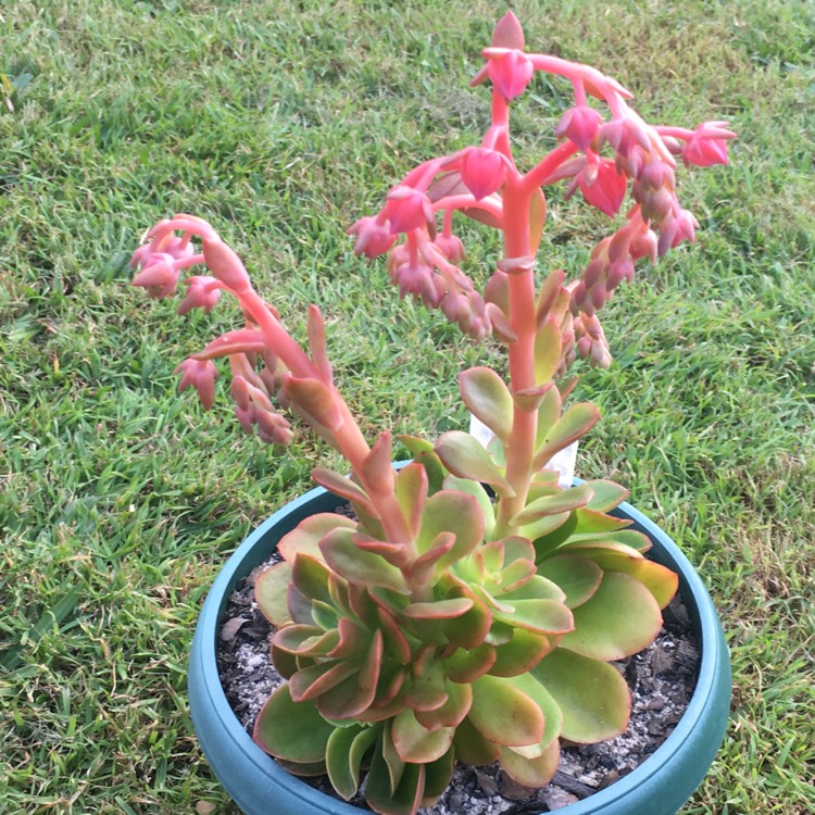 Plant image Echeveria Candy