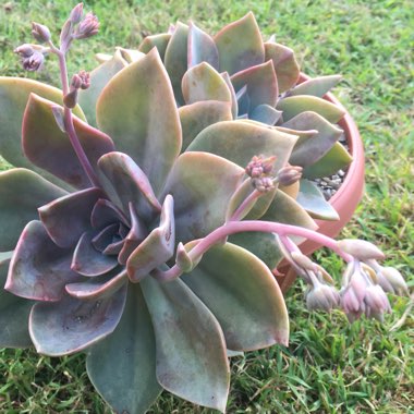 xGraptoveria Douglas Huth