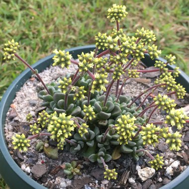 Crassula 'Fernwood'