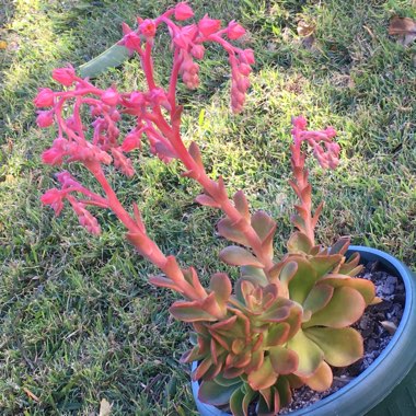 Echeveria Candy