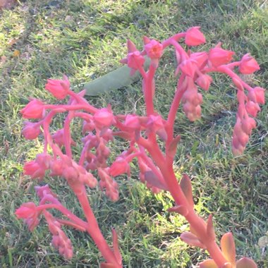 Echeveria Candy