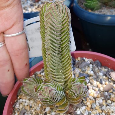 Crassula Kimnachi