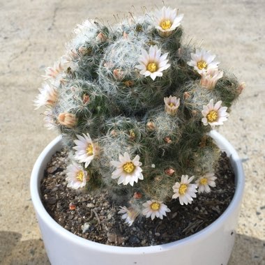 Mammillaria plumosa