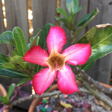 Adenium 'Milk Shake'