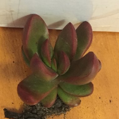 Crassula clavata