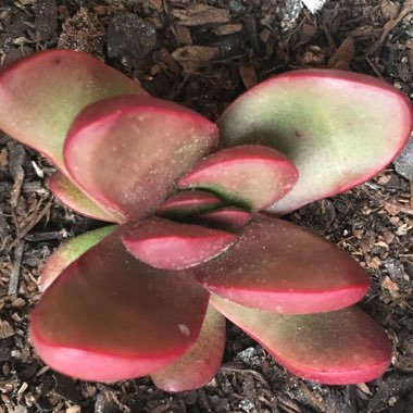 Crassula clavata