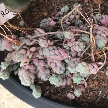 Sedum Dasyphyllum var. Glanduliferum