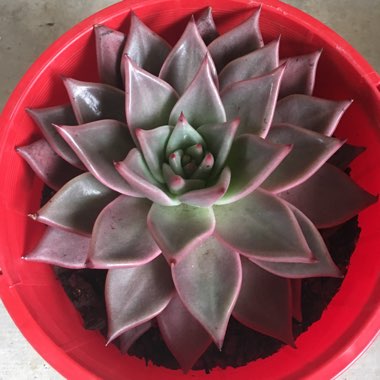 Echeveria Agavoides Romeo