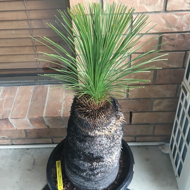 Plant image Xanthorrhoea resinosa