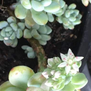 Sedum Clavatum