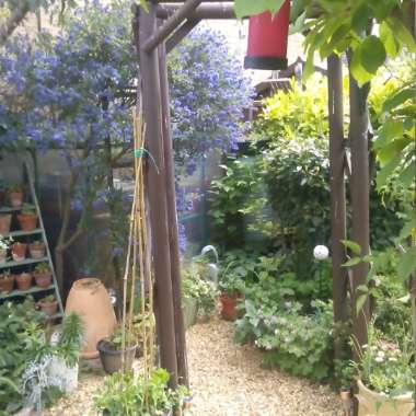 loz & tasha's garden