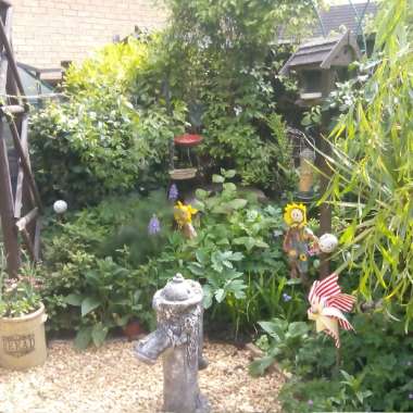 loz & tasha's garden