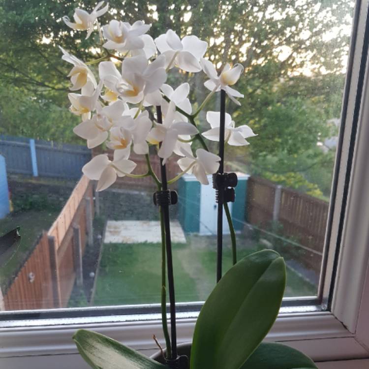 Plant image Phalaenopsis 'Aphrodite'